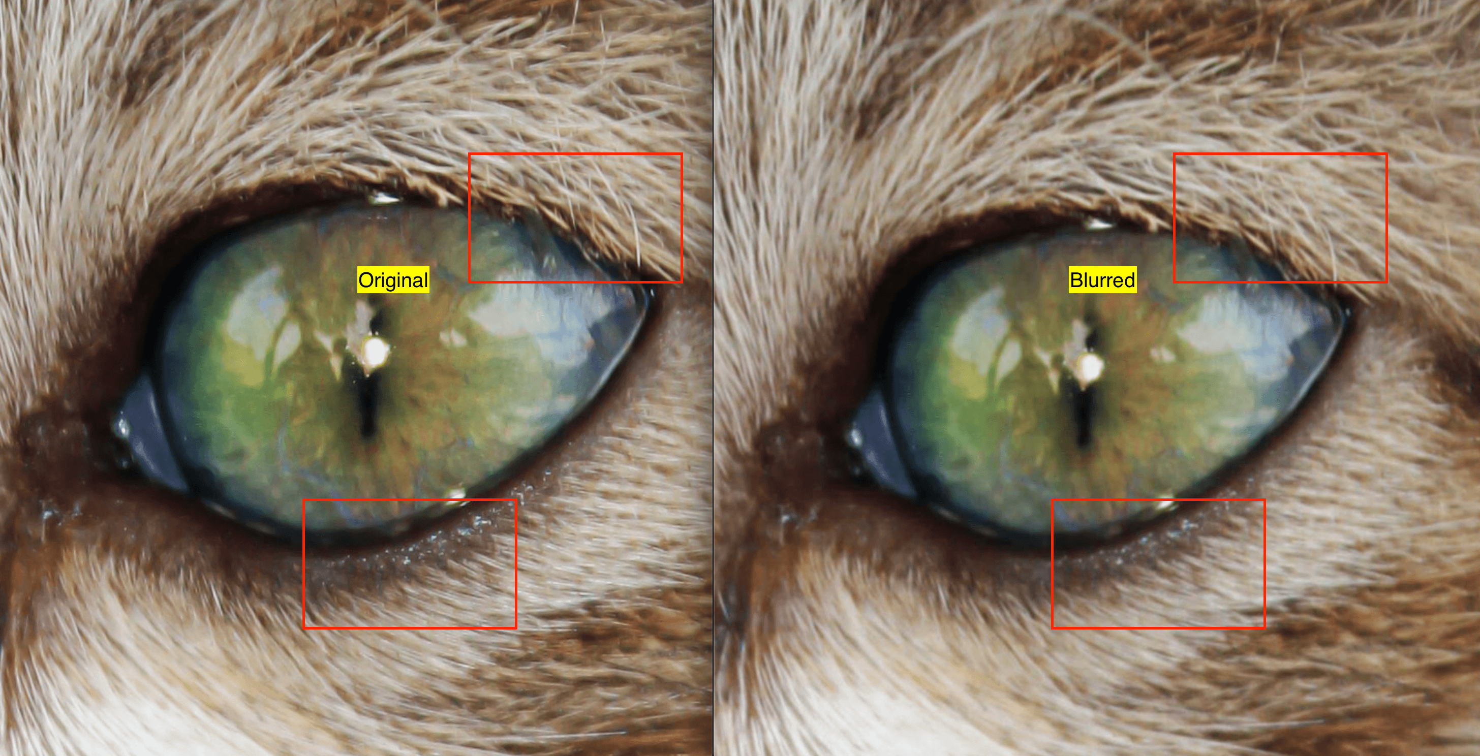 blur image before vs after